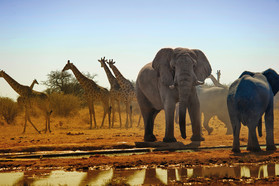 Elefanten und Giraffen im Etosha Nationalpark