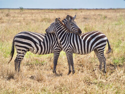 Zebras im Serengeti