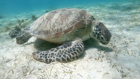 Schildkröte bei Port Barton