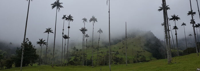 Wachspalmen im Valle de Cocora