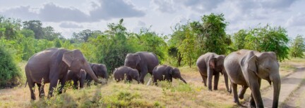 Sri Lanka hautnah - deutschsprachige Privattour