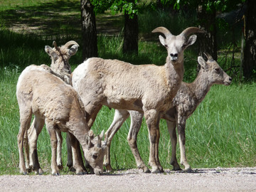 Dickhornschafe im Badlands National Park