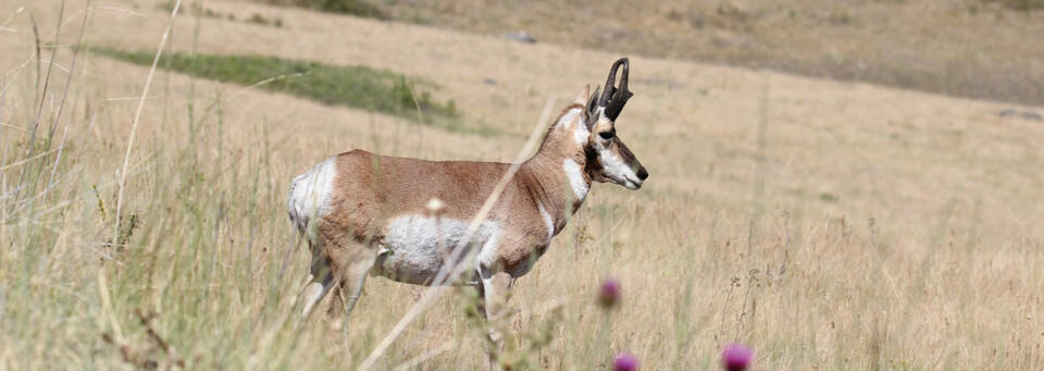 Gabelantilope