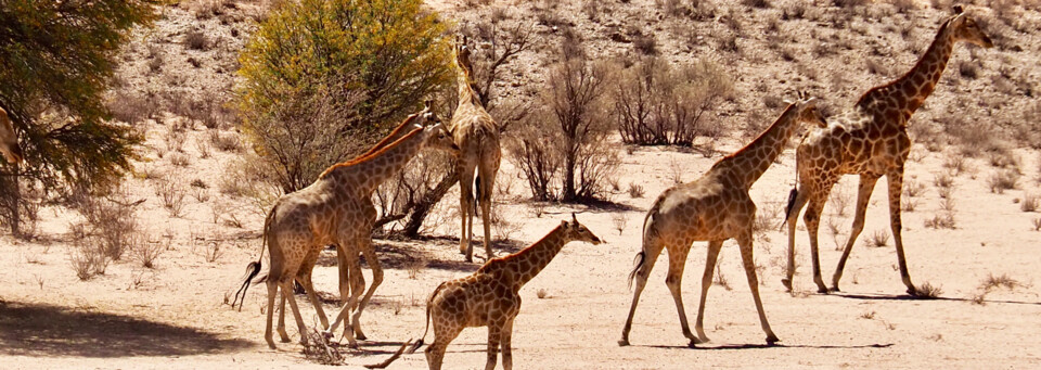 Giraffen im Nationalpark