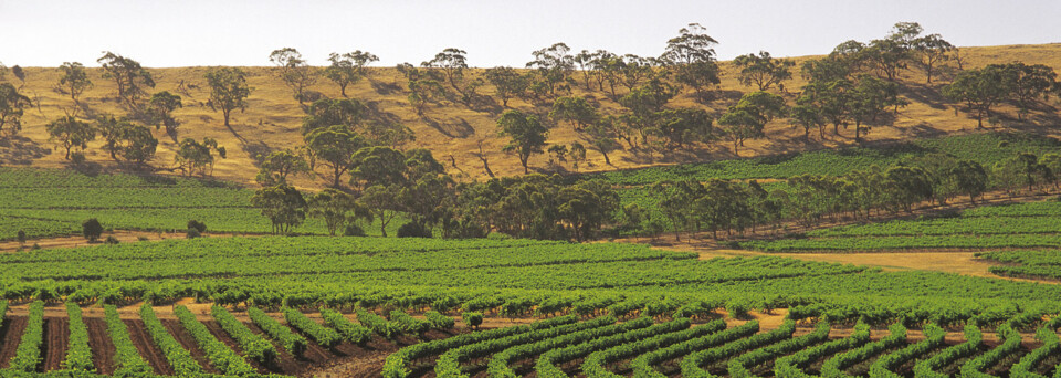 Weinberge im Clare Valley