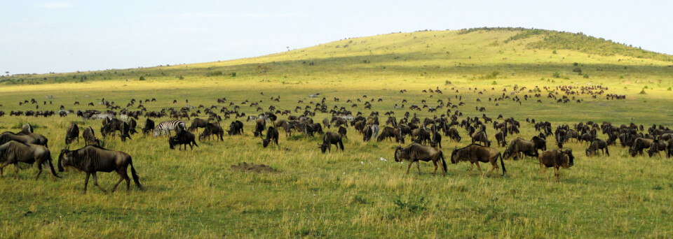 Masai Mara Migration Kenia