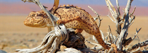 Namib Kurztour