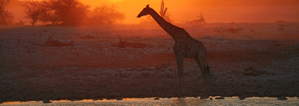 Giraffe im Etosha Nationalpark