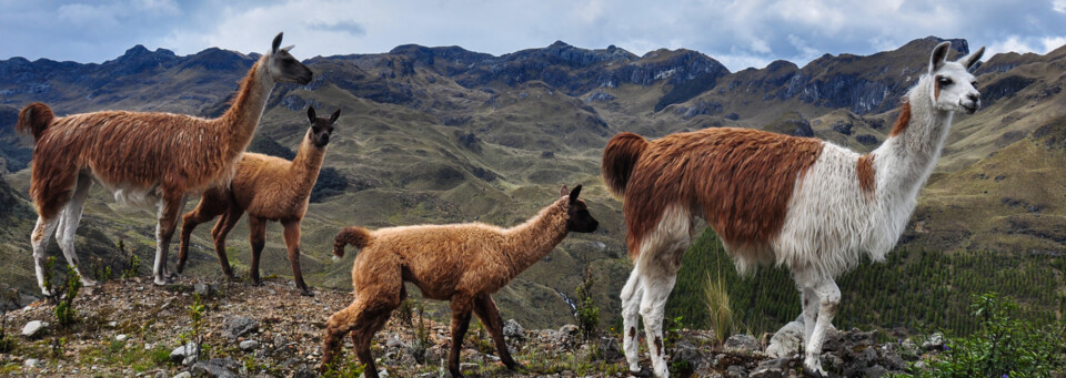 Cajas National Park