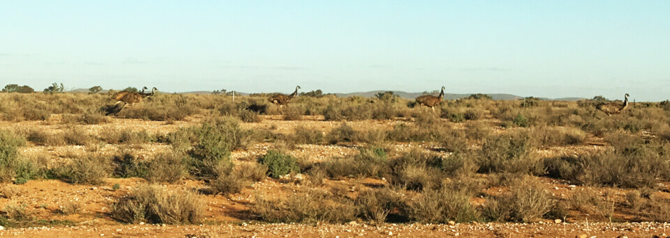 Australien Reisebericht - Emus in Outback Landschaft