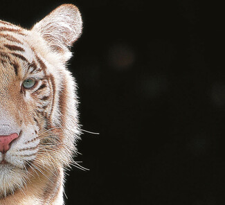 Tiger.jpg Tiger.jpg