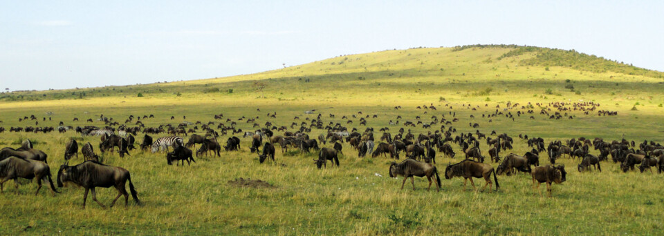 Große Tierwanderung Masai Mara