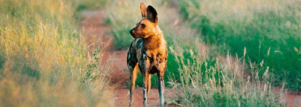 Wildhund im Madikwe Game Reserve, Südafrika