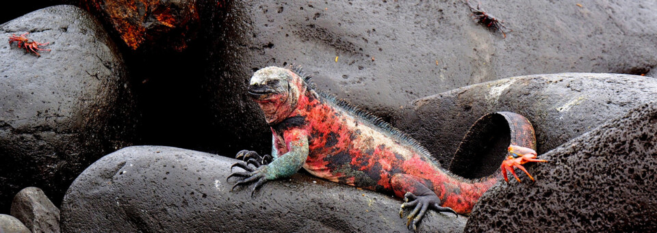 Ecuador und Galápagos Reisebericht - Echse auf Felsen