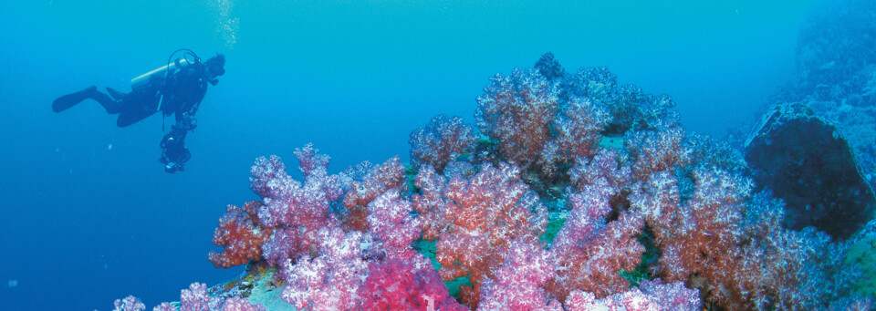 Tauchen Ningaloo Reef