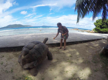 Reisebericht Seychellen - Begegnung mit einer Riesenschildkröte auf La Digue