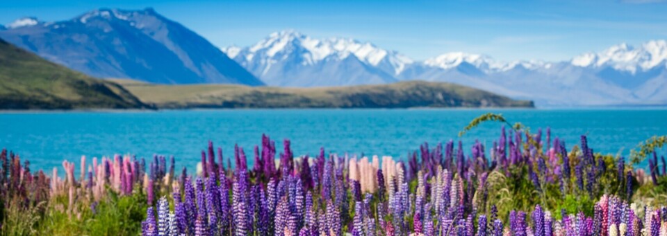 Lupinenfelder am Lake Tekapo