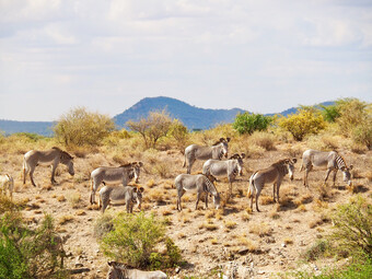 Kenia Reisebericht - Zebraherde im Samburu National Reserve