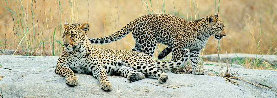 Leoparden im Krüger Nationalpark