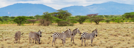 Tierparadies Kenia
