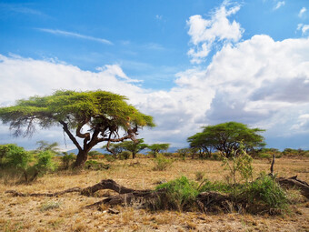 Kenia Reisebericht - Samburu Nationalreservat