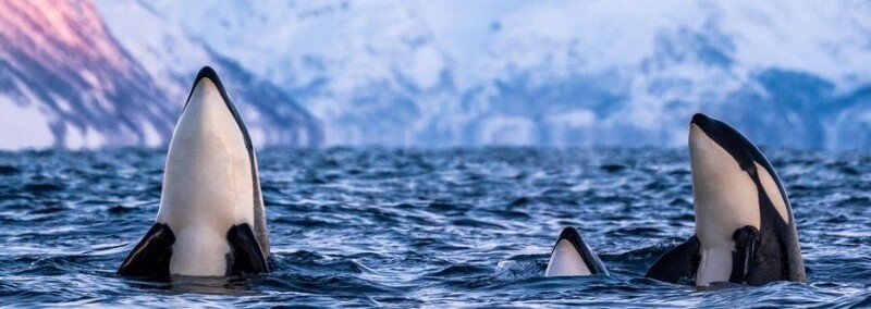 Wale beobachten in Norwegen