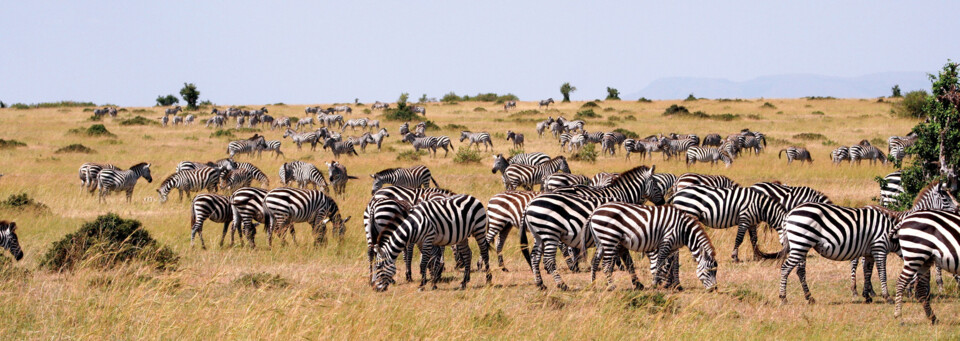 Zebras im Masai Mara National Reserve Kenia