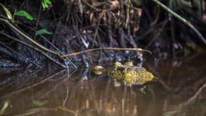 Krokodil im Tortuguero Nationalpark