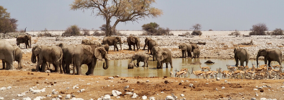 Tiere im Etosha Nationalpark