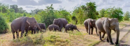 Sri Lanka hautnah - englischsprachige Privattour