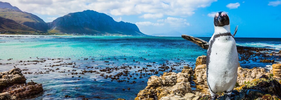 Kapstadt Boulders Beach