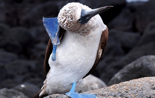 Galápagos Reisebericht - Blaufußtölpel auf San Cristóbal