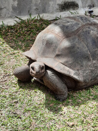 Riesenschildkröte Seychellen