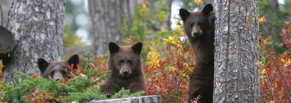 Braunbären Bärenfamilie
