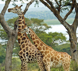 Murchison Falls Nationalpark - Rothschildgiraffen Murchison Falls Nationalpark - Rothschildgiraffen