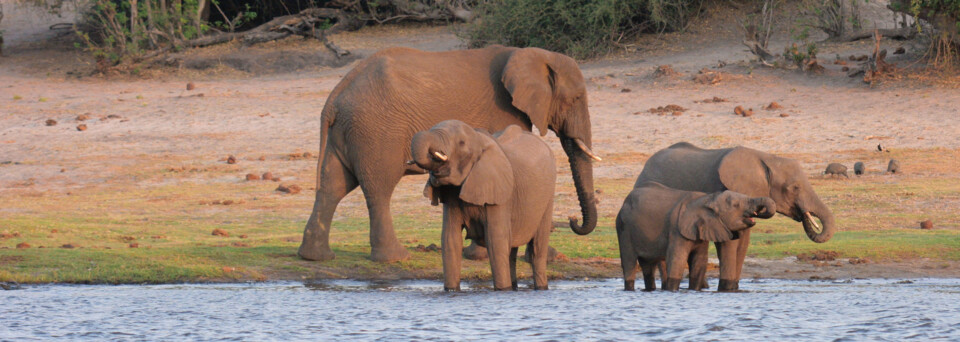 Elefantenfamilie am Wasserloch im Chobe Nationalparkl, Botswana