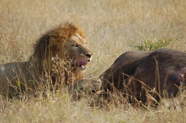 Südafrika Reisebericht: Löwe mit erlegter Beute im Mala Mala Game Reserve