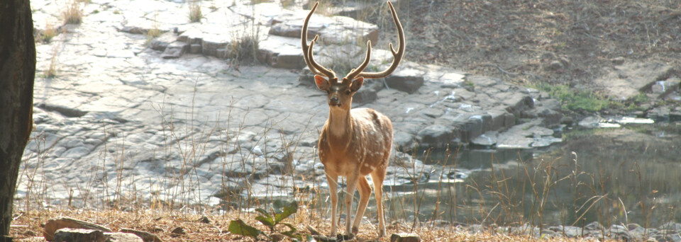 Hirsch im Ranthambore Nationalpark