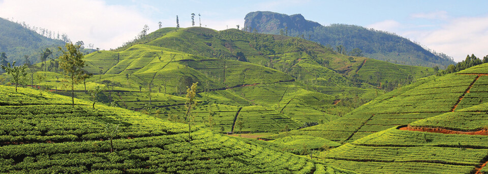 Teeplantage in Sri Lanka