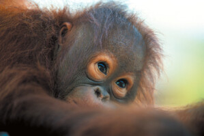 Affe in Borneo