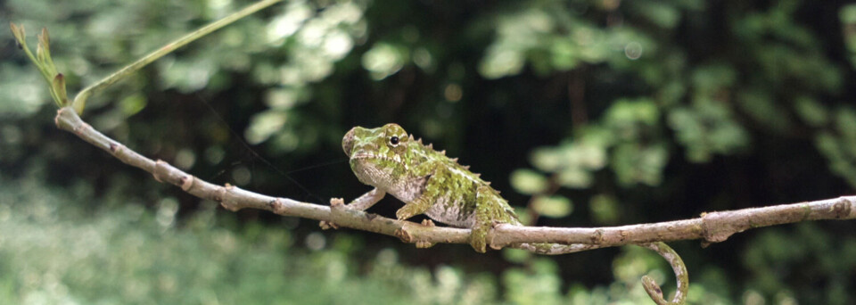 Chameleon Fanomezana Rajaonarisoa