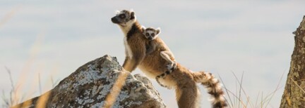 Die Highlights von Madagaskar (G)