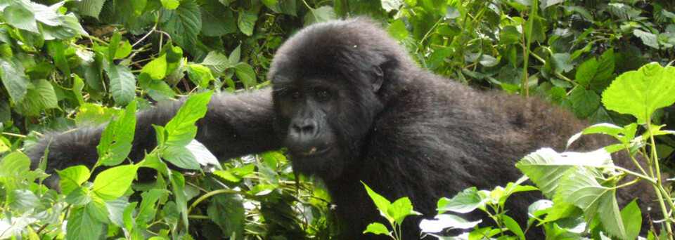 Gorilla Trekking: Kletternder Gorilla im Bwindi Impenetrable National Park
