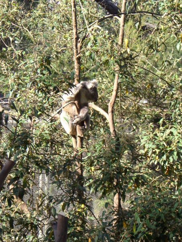Reisebericht Australien: Koala