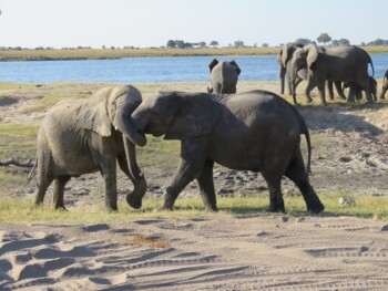 Elefanten im Chobe National Park, Botswana