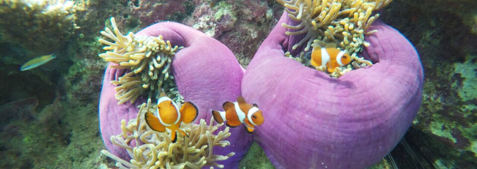 Reisebericht Malaysia - Clownfische vor der Insel Tioman