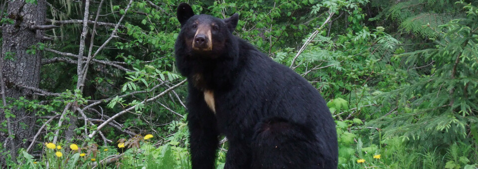 Bär im Wells Gray Nationalpark