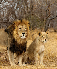 Löwen im Krüger Nationalpark