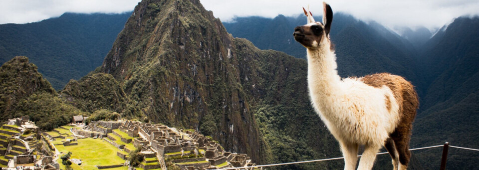 Alpaka am Machu Picchu