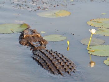 Reisebericht Australien - Sunset Cruise Yellow Water Billabong